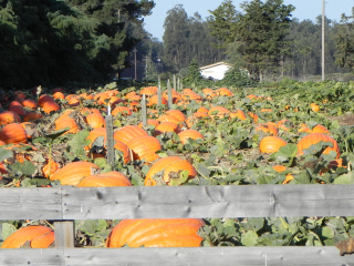 Nipomo Pumpkin Patch Field Picture
